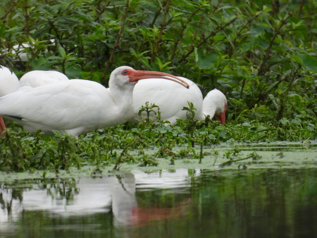 Ibis blanc - ML646065403