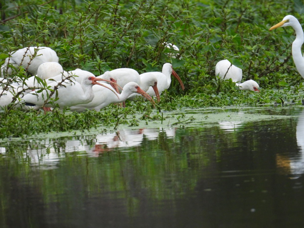 Ibis blanc - ML646065404