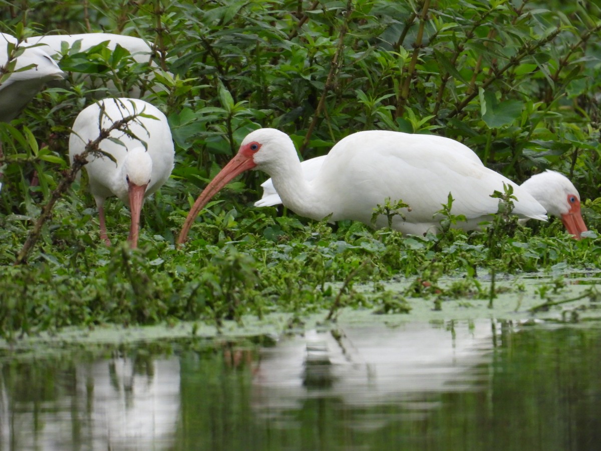 Ibis blanc - ML646065405