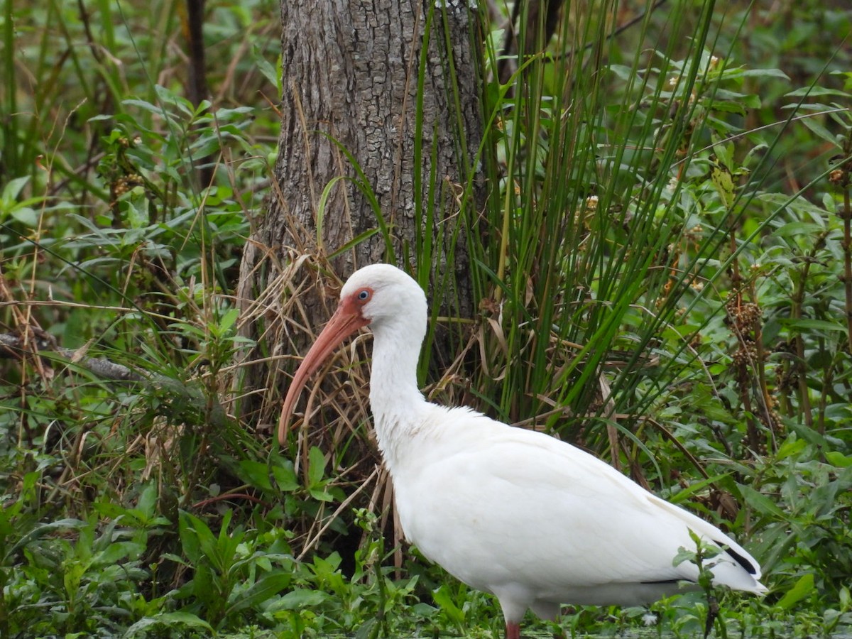 Ibis blanc - ML646065406