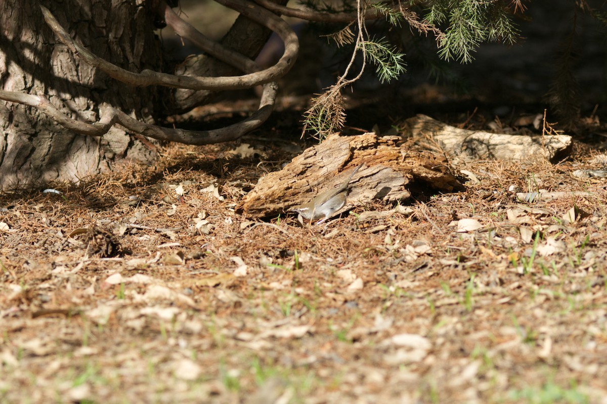Bewick's Wren - ML646065407