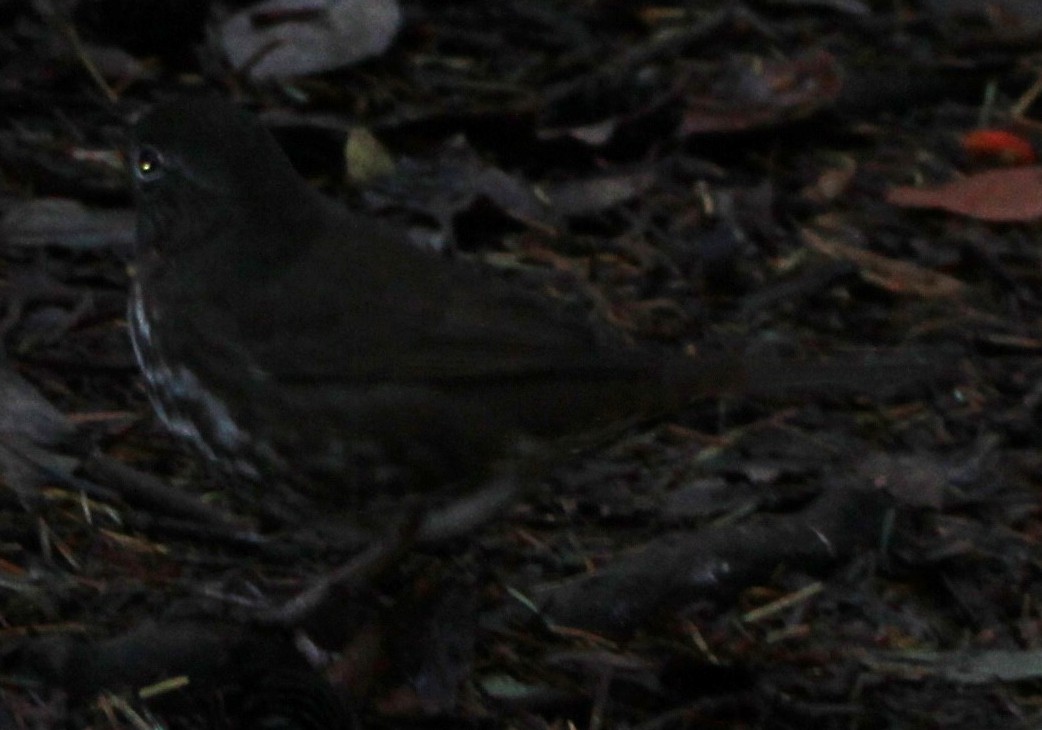 Chingolo Zorruno - ML646065409