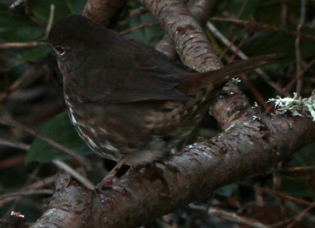 Chingolo Zorruno - ML646065410