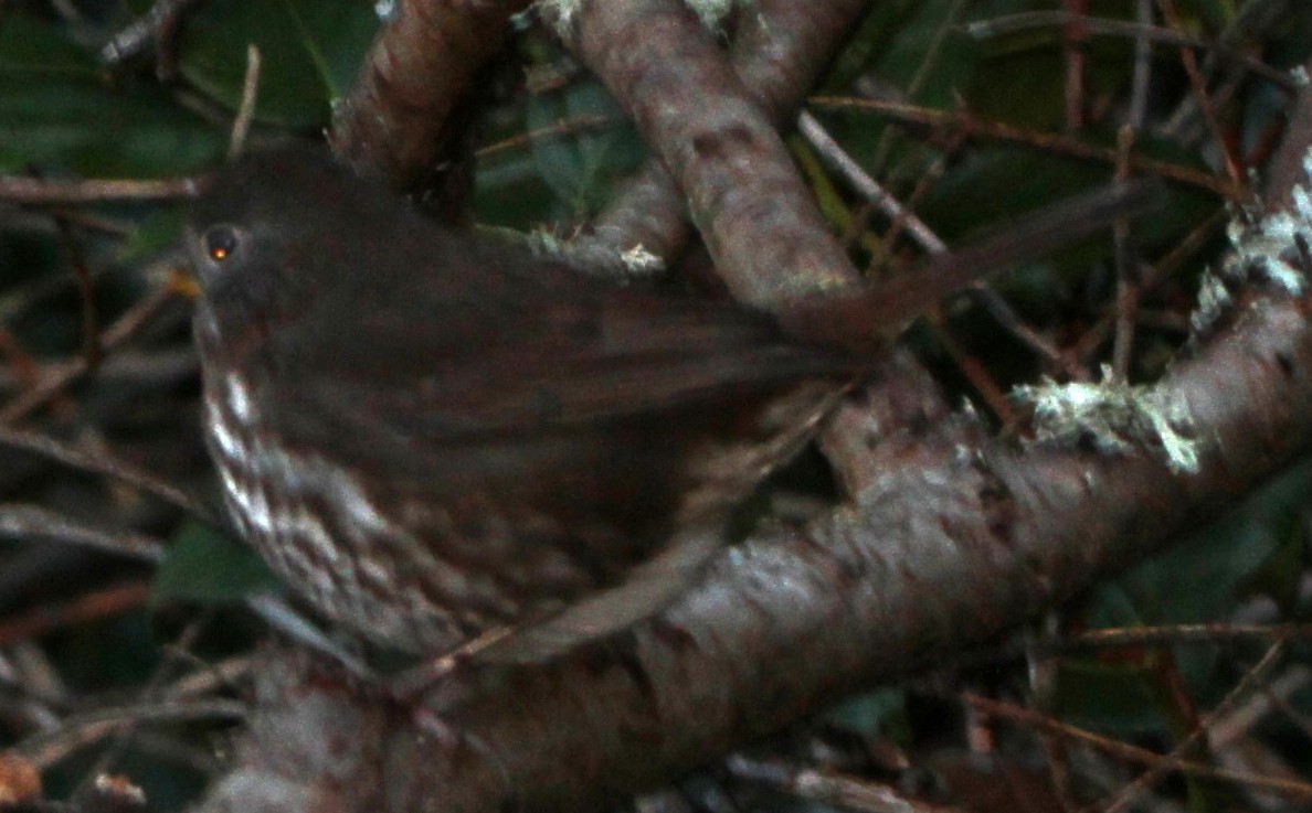 Chingolo Zorruno - ML646065411