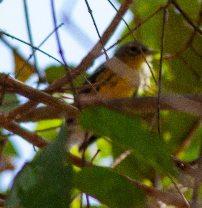 Magnolia Warbler - ML646065416