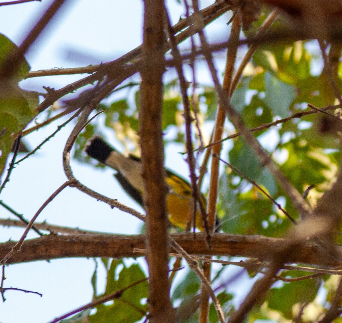 Magnolia Warbler - ML646065417