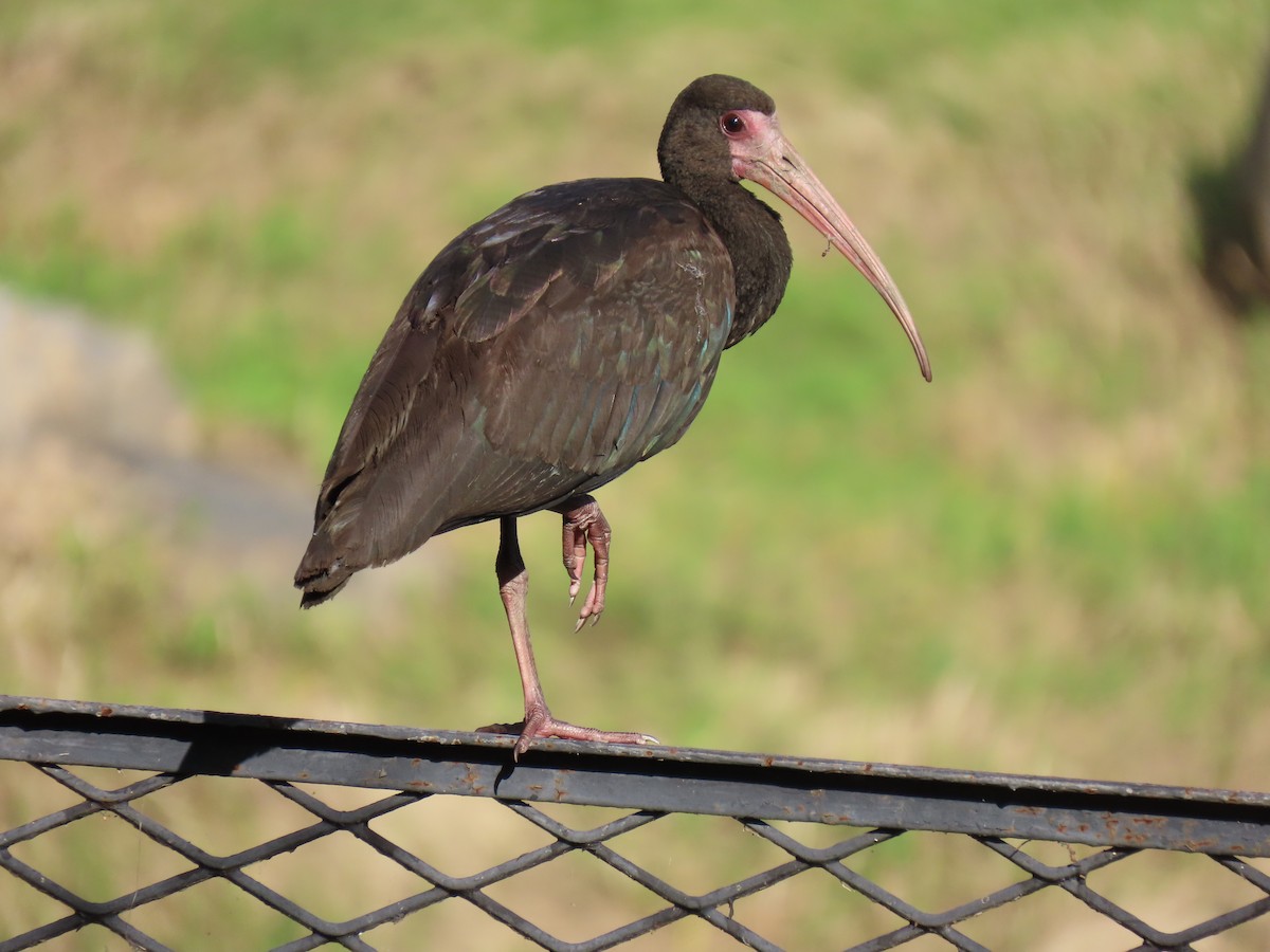 Bare-faced Ibis - ML646065422