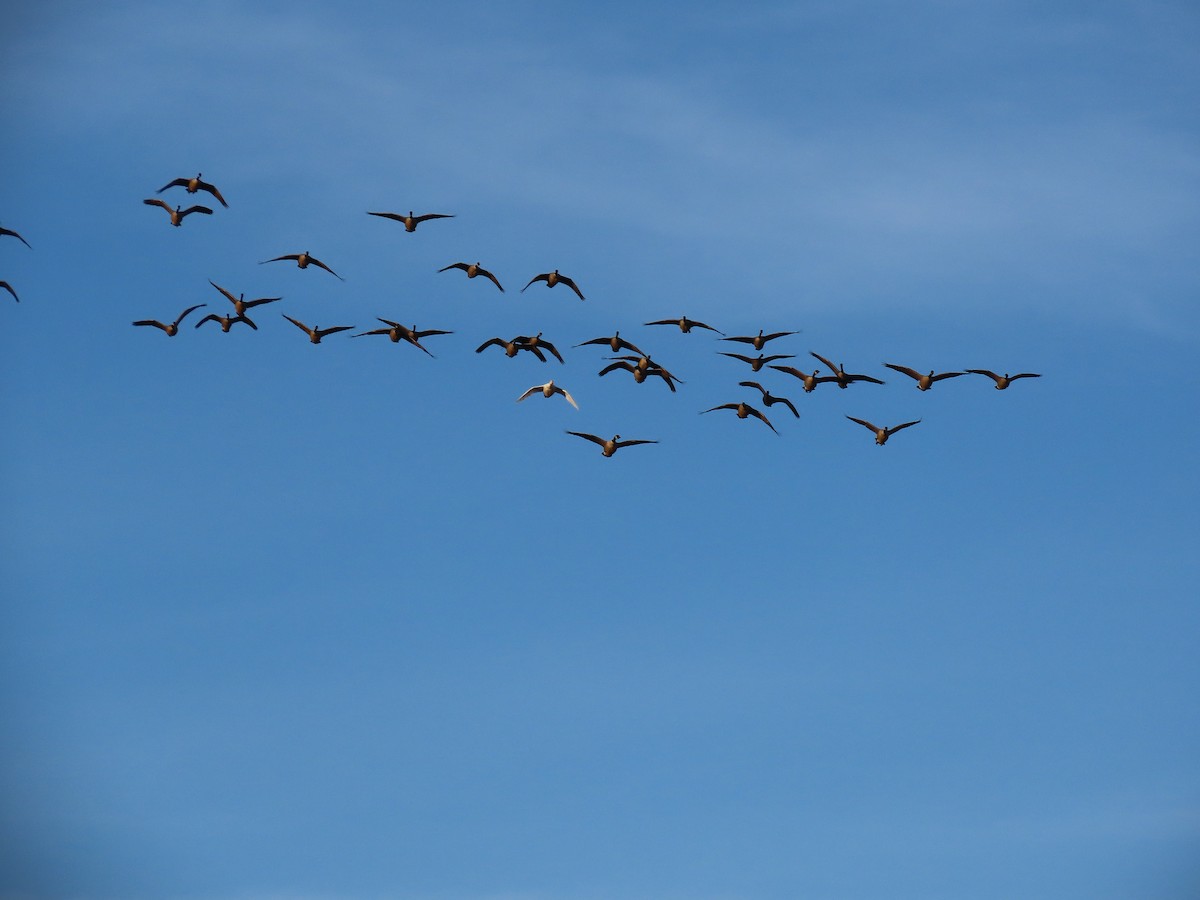 Domestic goose sp. (Domestic type) - ML646065442