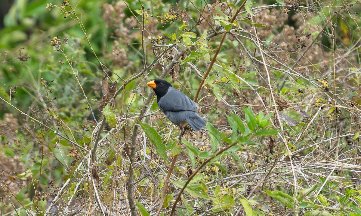 Black-cowled Saltator - ML646065444