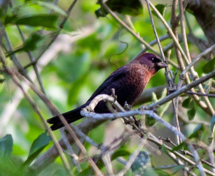 Varied Bunting - ML646065476