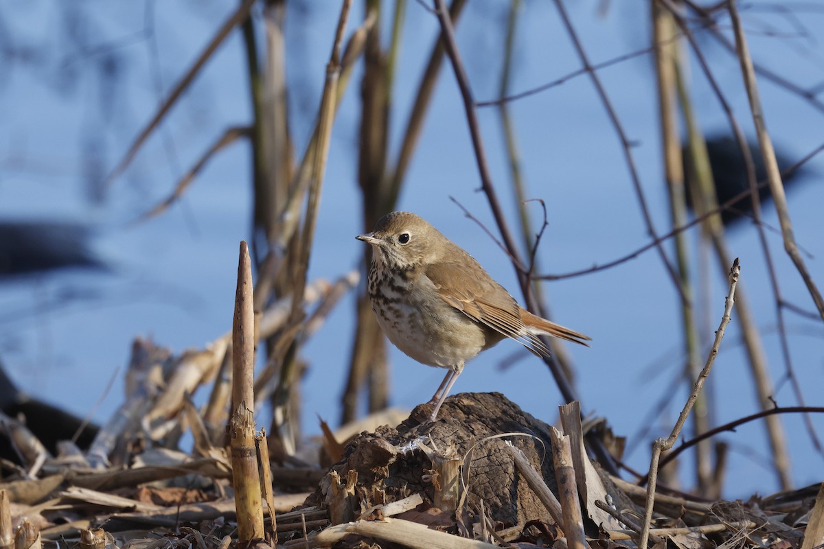 Grive solitaire - ML646065500