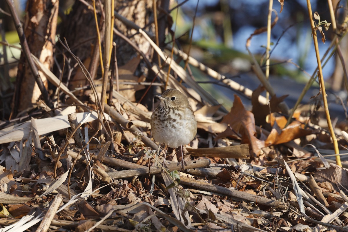 Grive solitaire - ML646065501