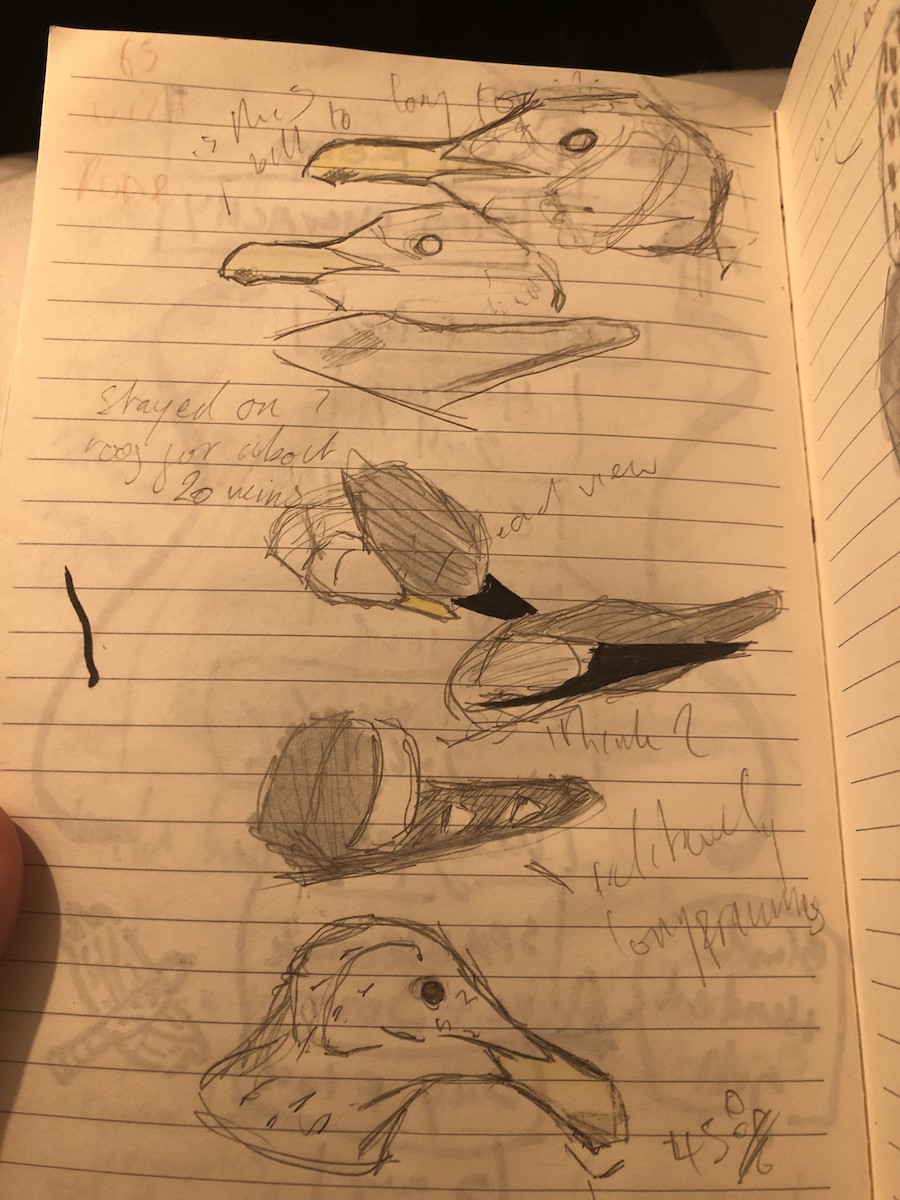 gull sp. - ML646065505