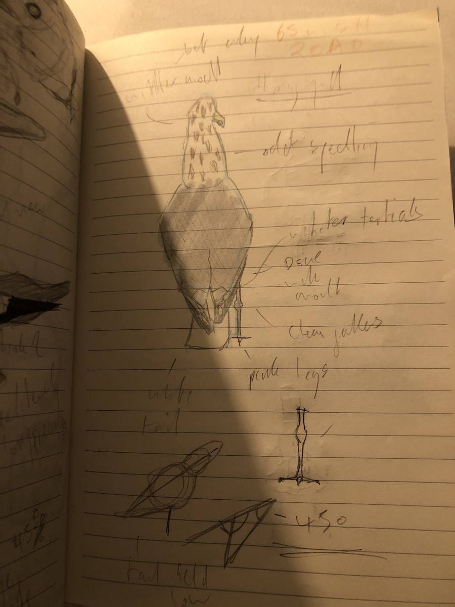 gull sp. - ML646065510