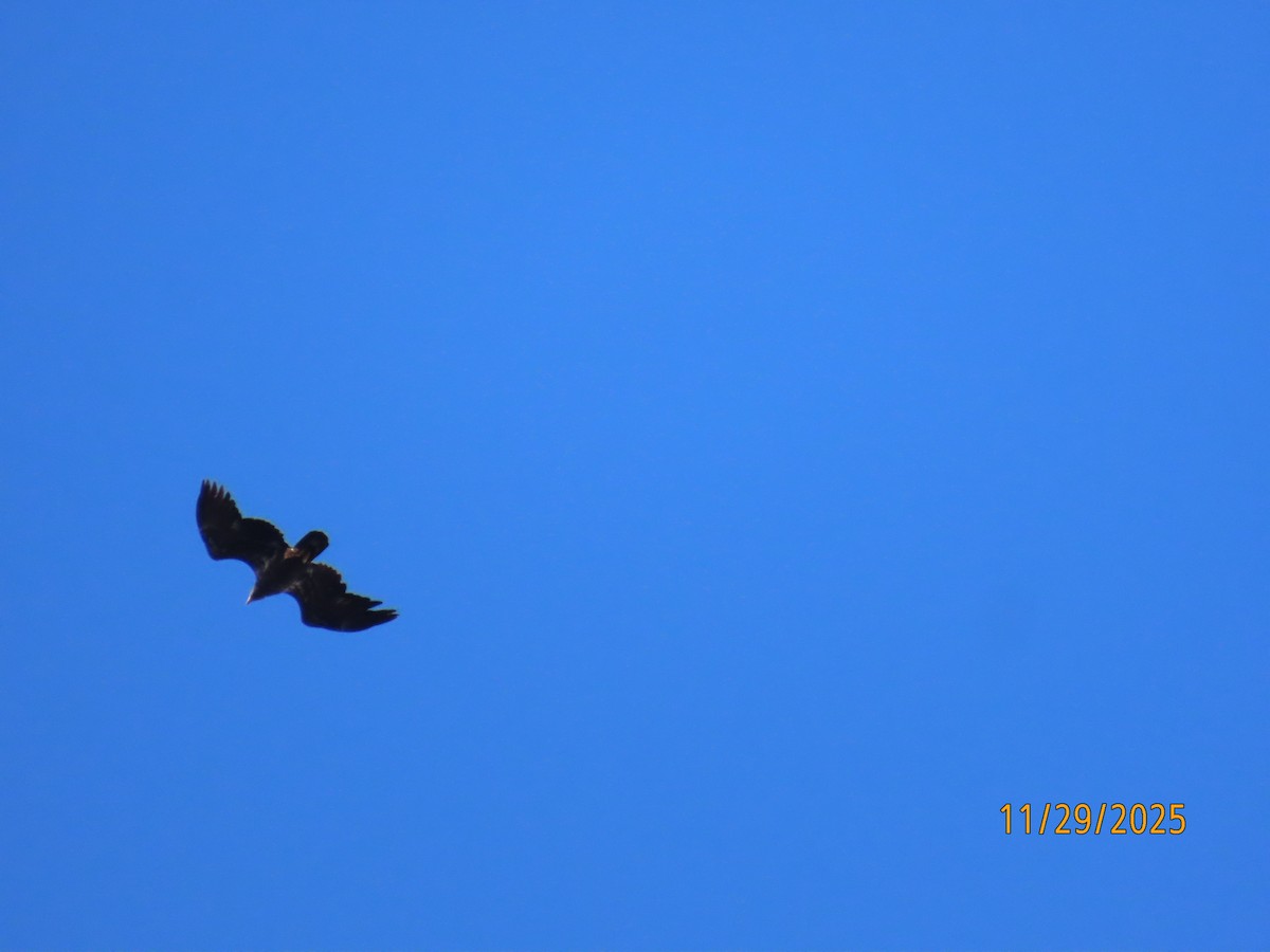 金鵰 - ML646065527