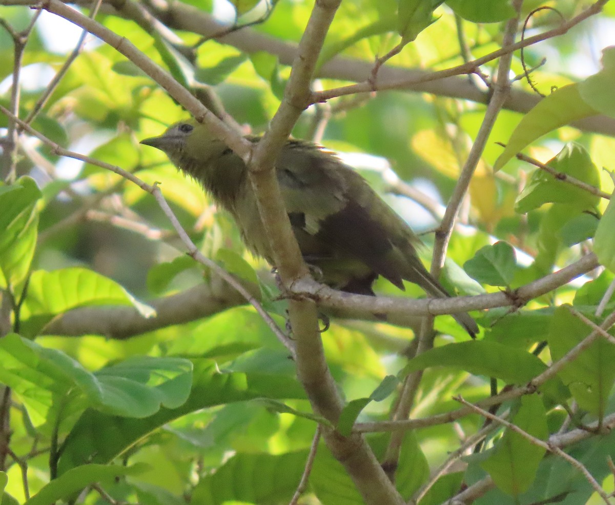 Palm Tanager - ML646065561