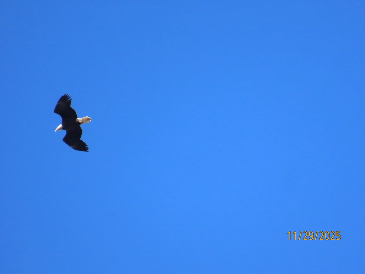 Bald Eagle - ML646065569