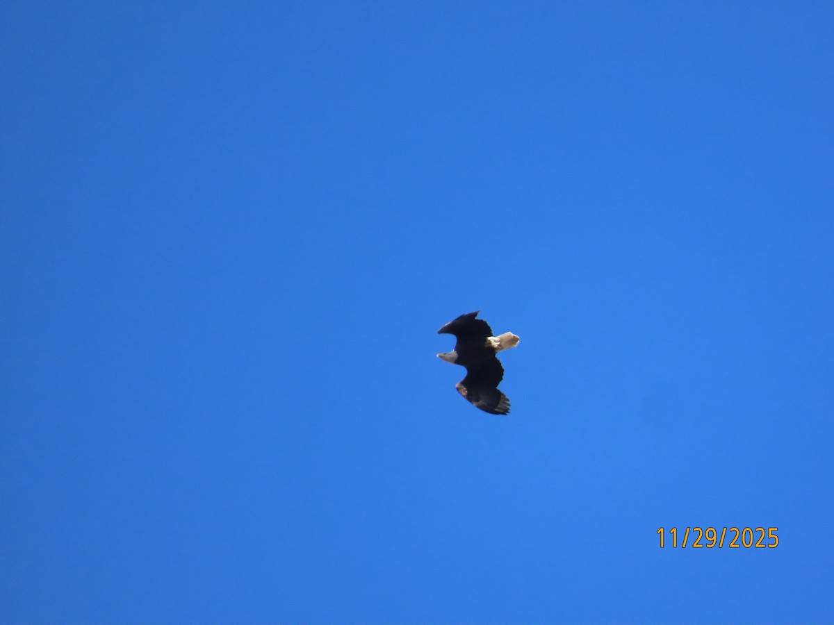Bald Eagle - ML646065570