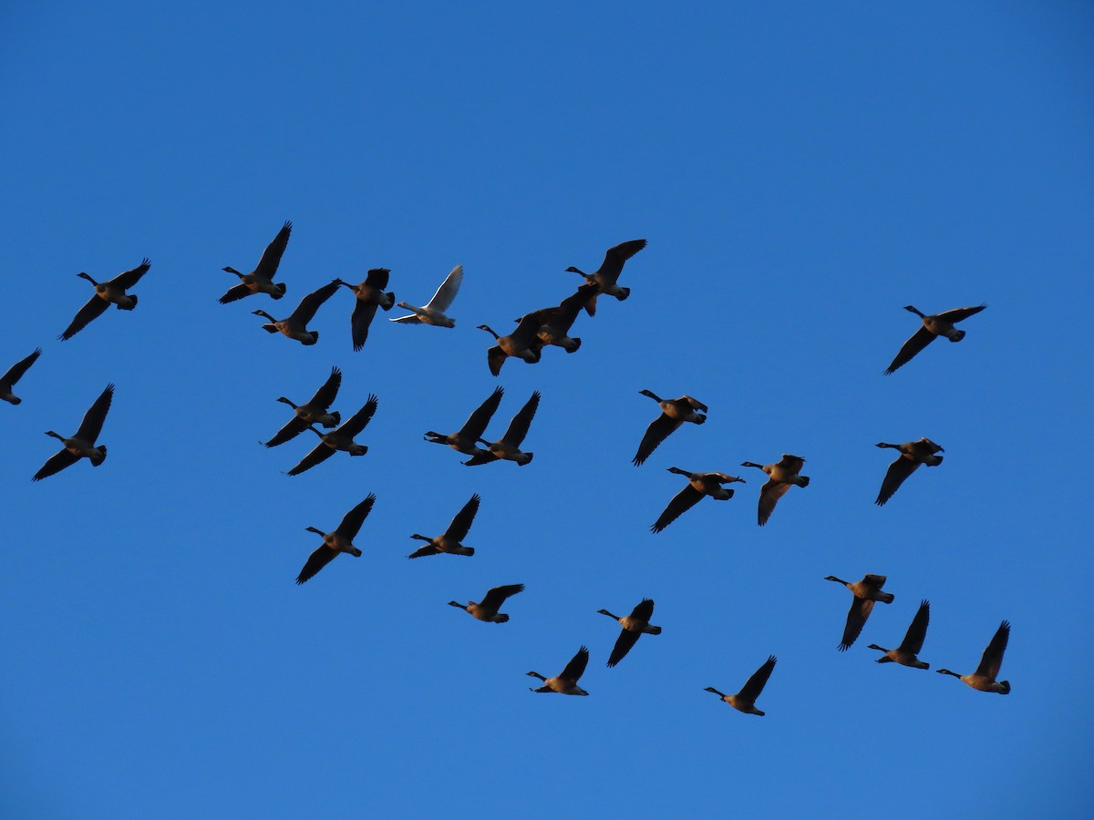 Domestic goose sp. (Domestic type) - ML646065577