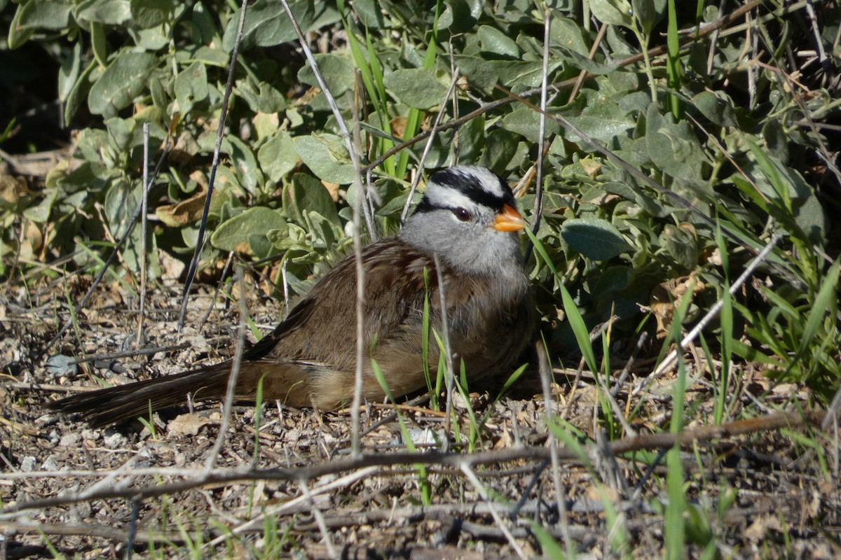 White-crowned Sparrow - ML646065579