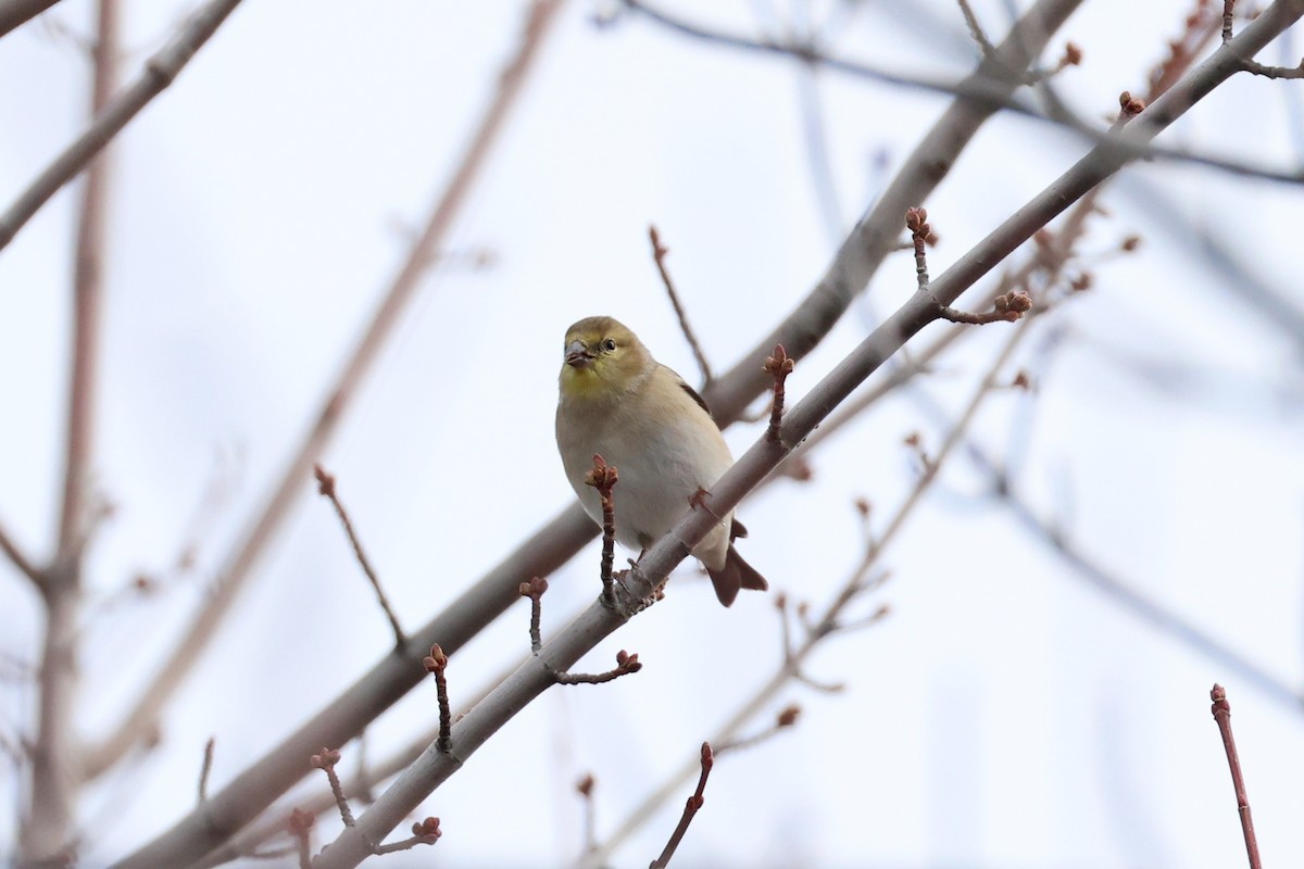 American Goldfinch - ML646065580