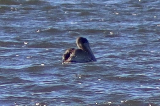 Brown Pelican - ML646065584