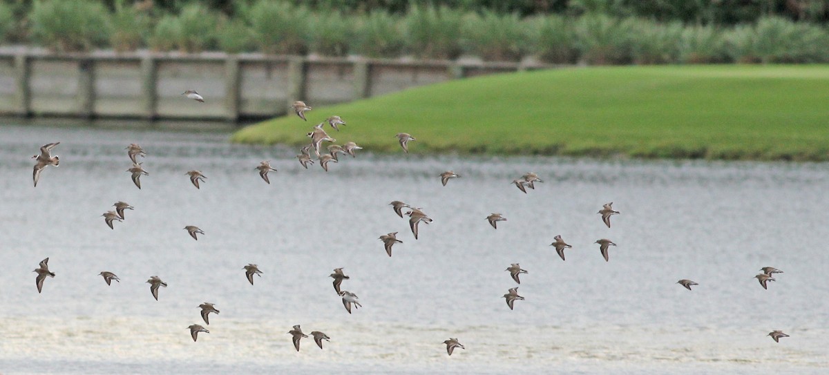 jespák drobný - ML646065585