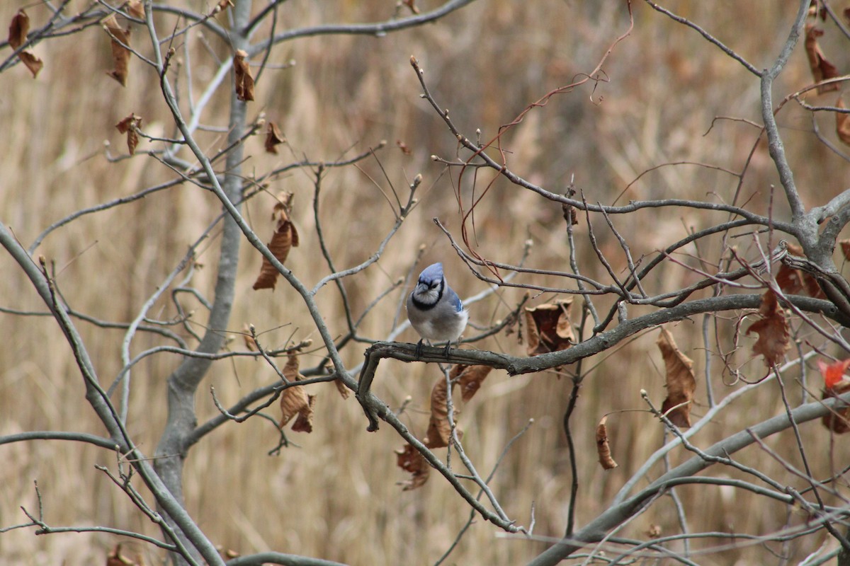 Blue Jay - ML646065588