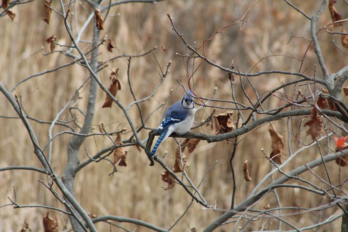 Blue Jay - ML646065590