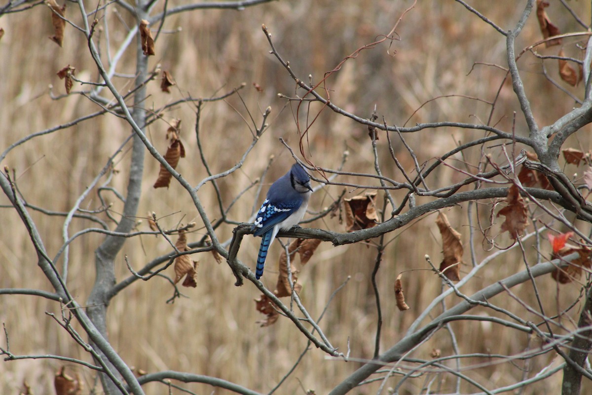 Blue Jay - ML646065591