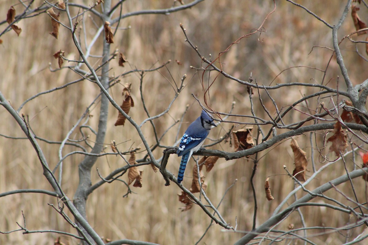 Blue Jay - ML646065592