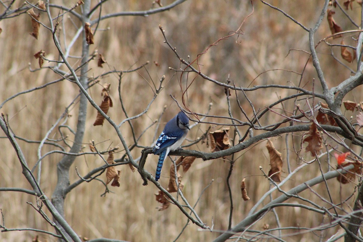 Blue Jay - ML646065593