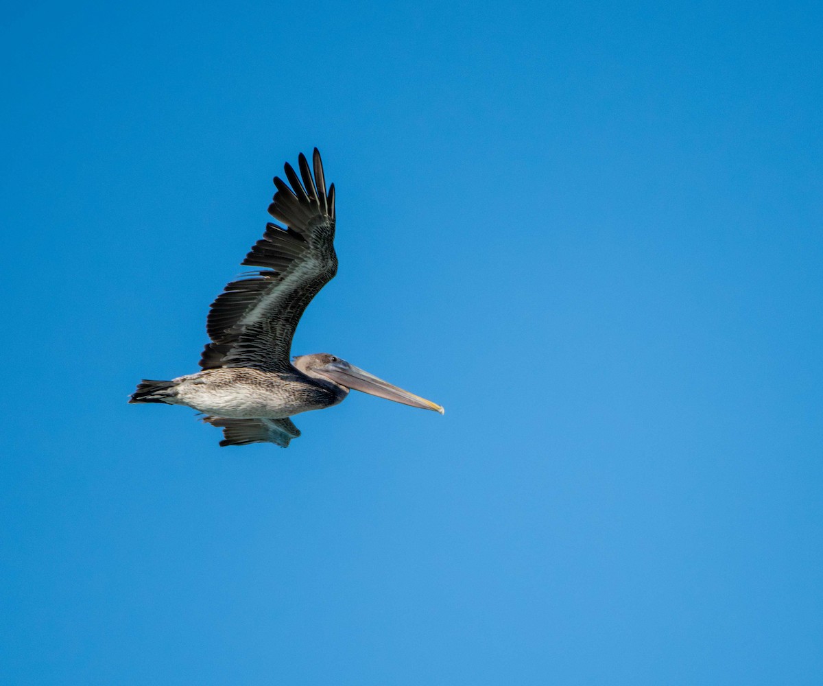 Brown Pelican - ML646065596