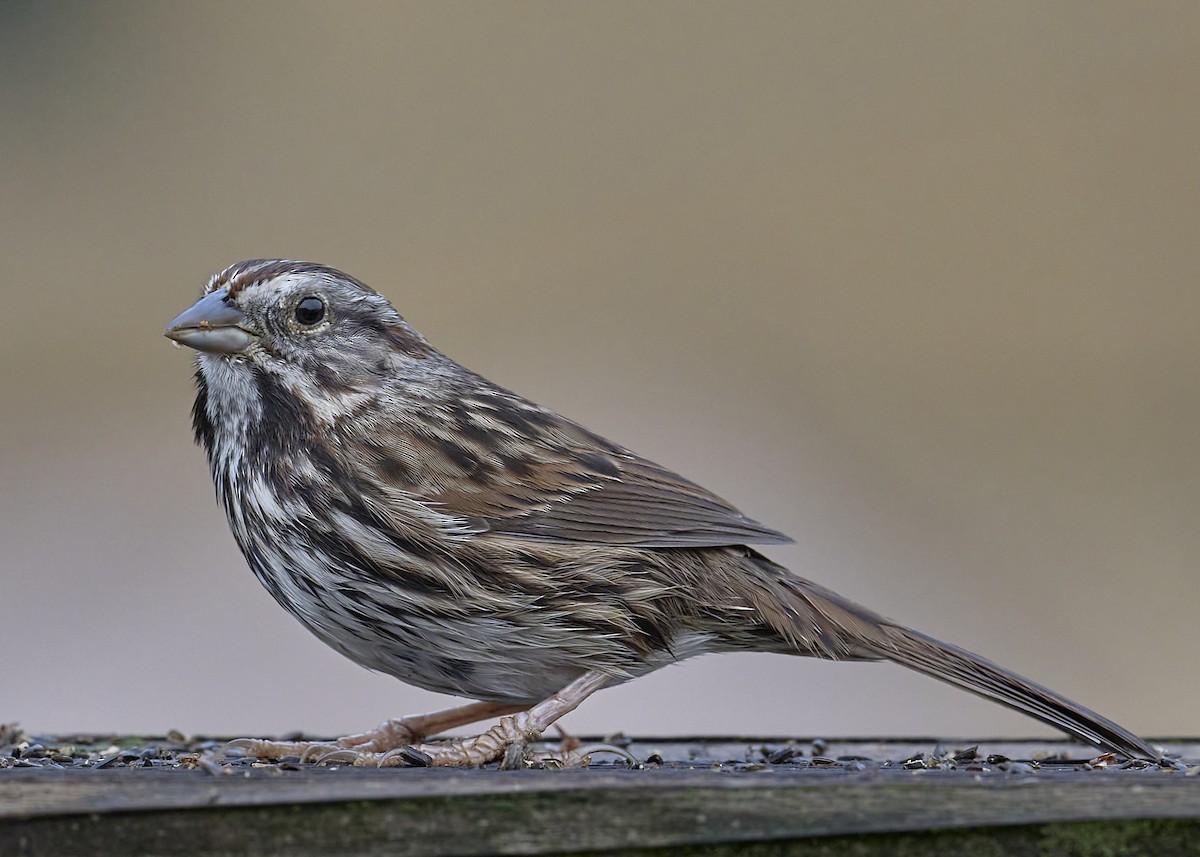 Song Sparrow (heermanni Group) - ML646065598