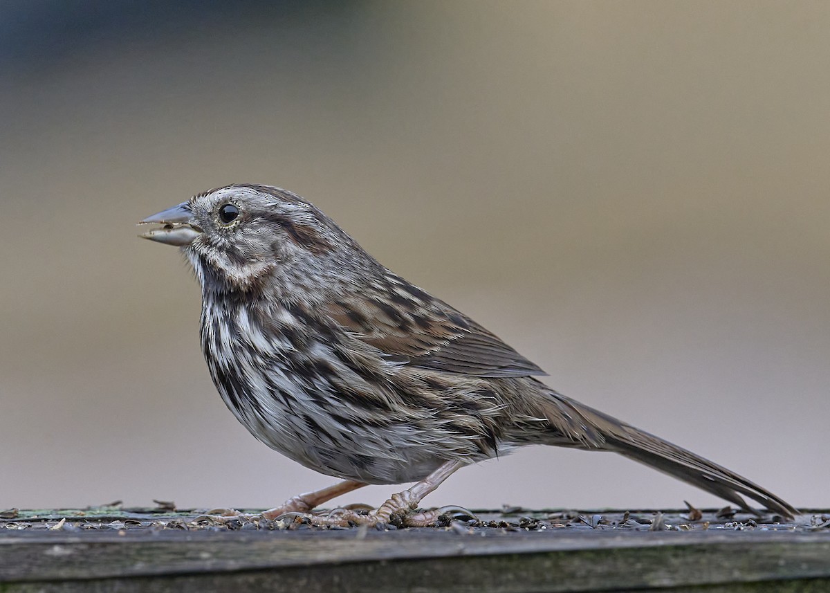 Song Sparrow (heermanni Group) - ML646065599