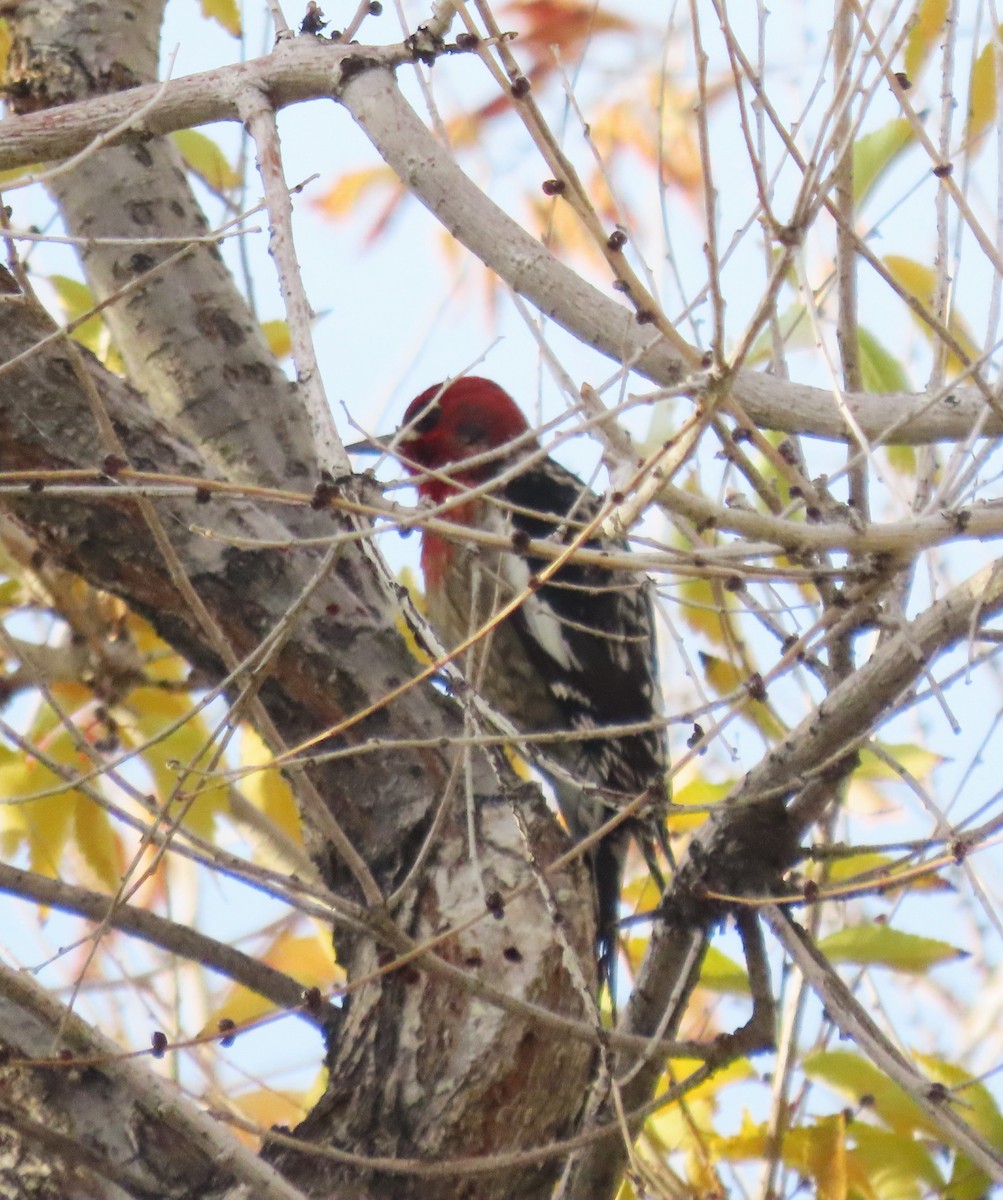 Red-breasted Sapsucker - ML646065600