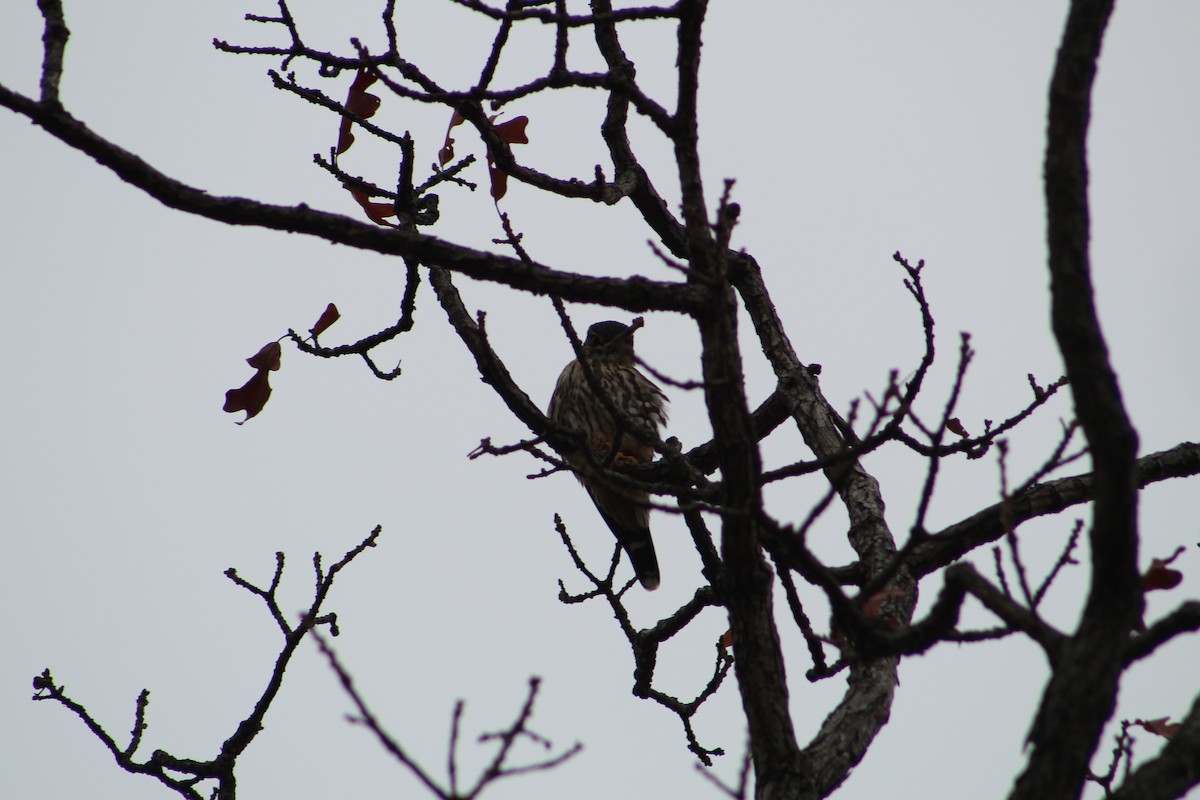 Merlin - ML646065601