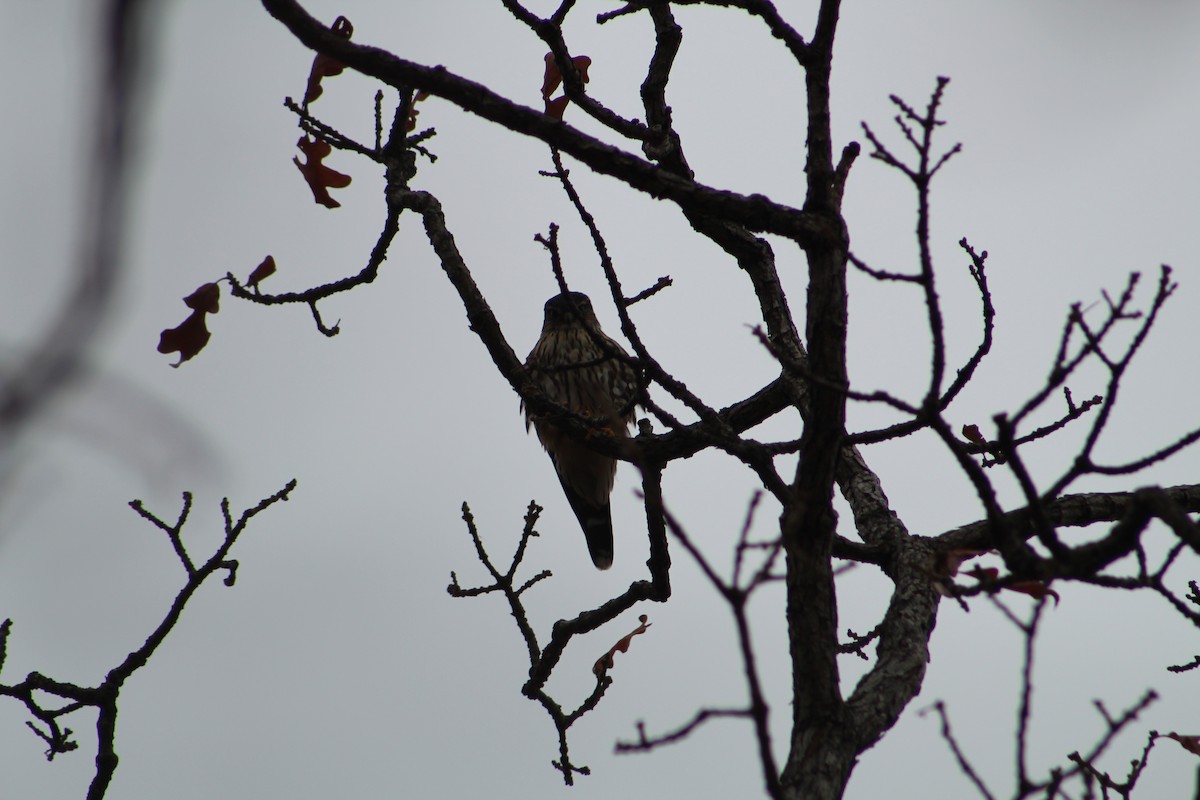 Merlin - ML646065602