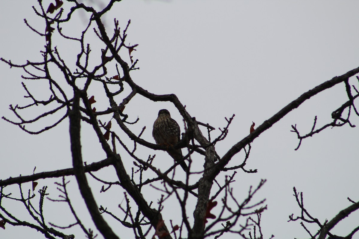 Merlin - ML646065603