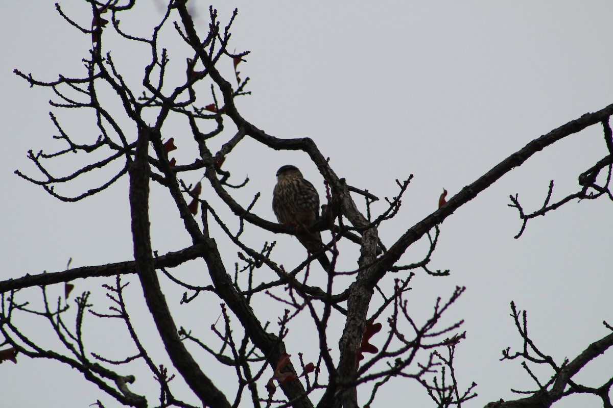 Merlin - ML646065604