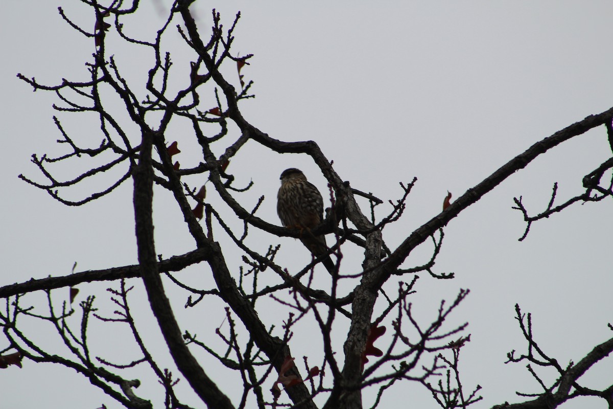 Merlin - ML646065605