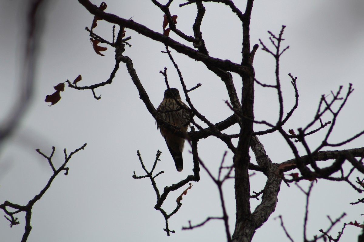 Merlin - ML646065606