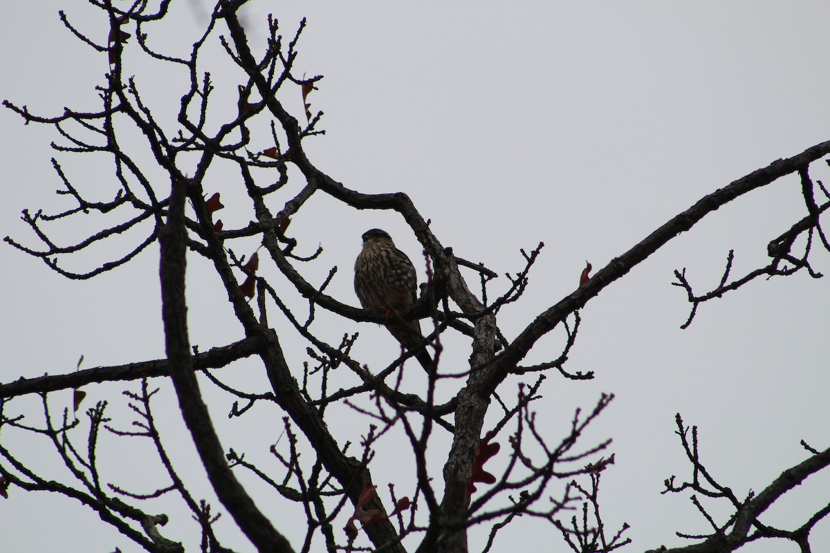 Merlin - ML646065607