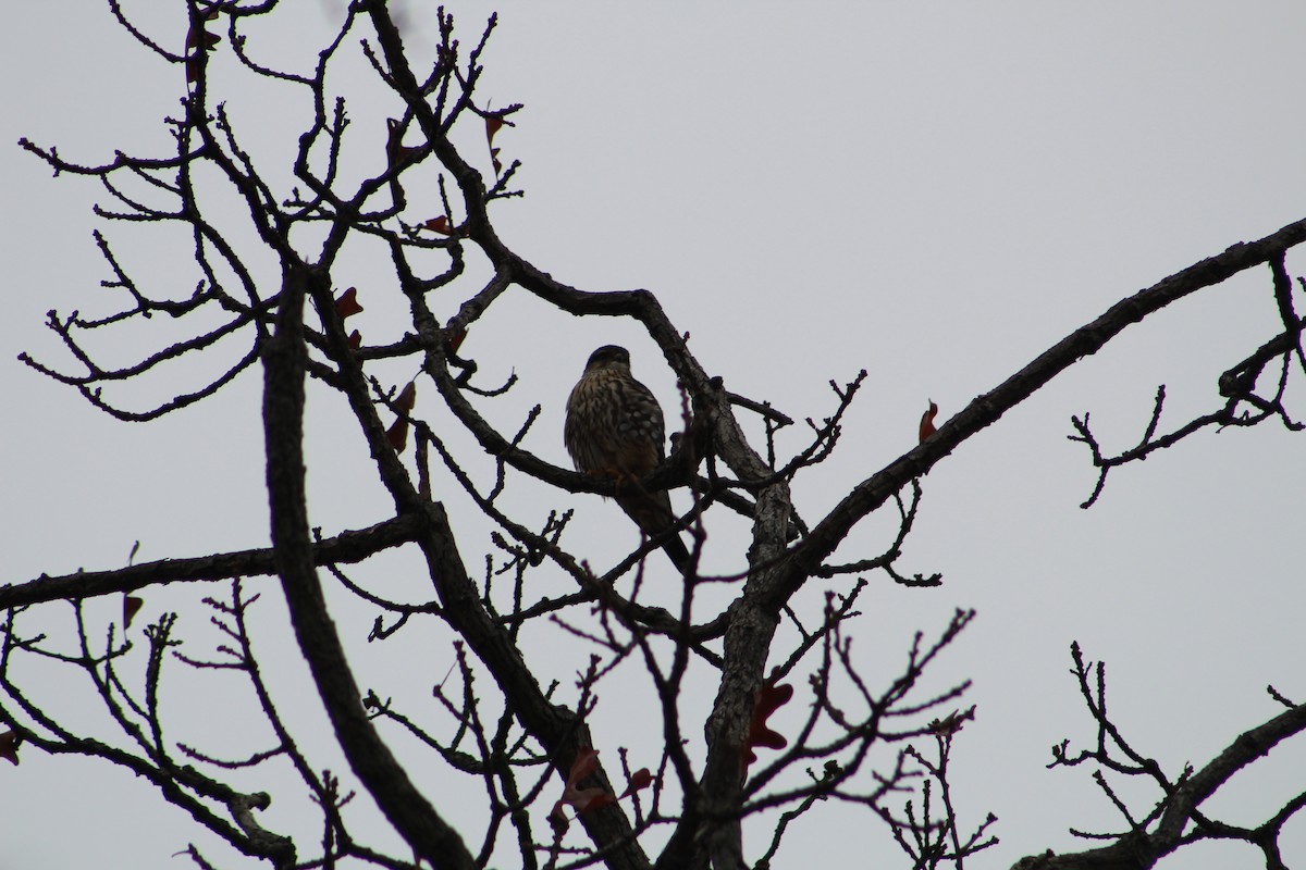 Merlin - ML646065608