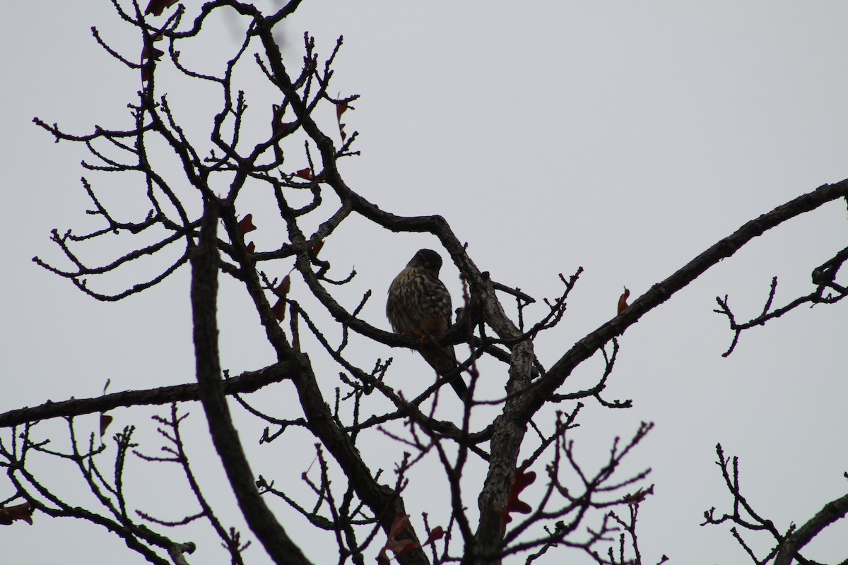 Merlin - ML646065609