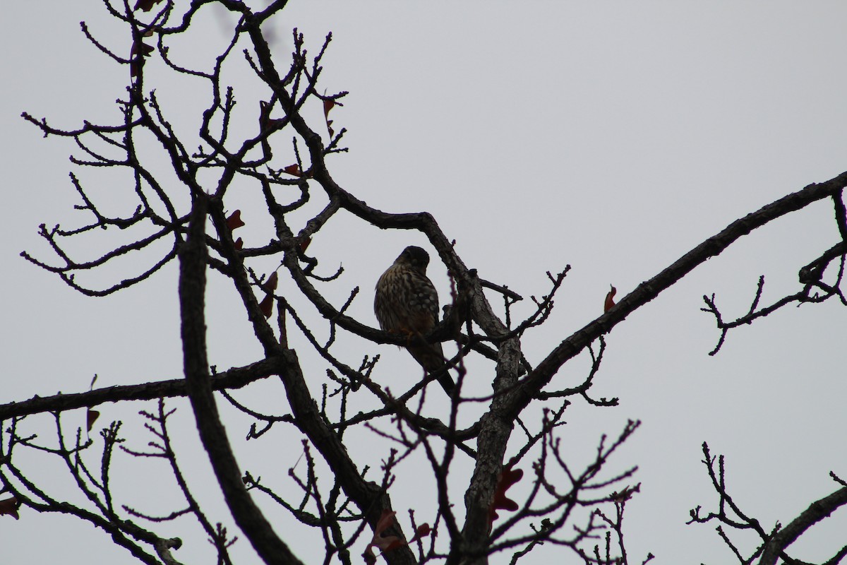 Merlin - ML646065610