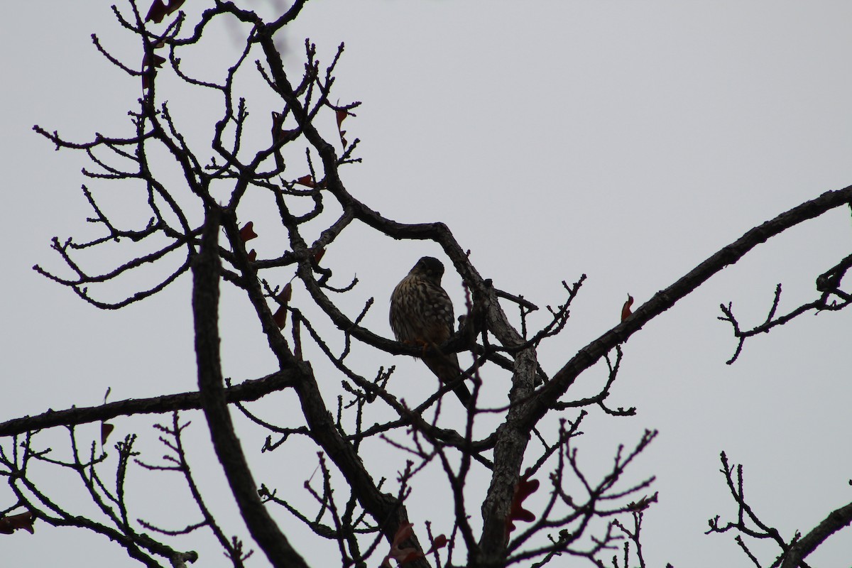 Merlin - ML646065611