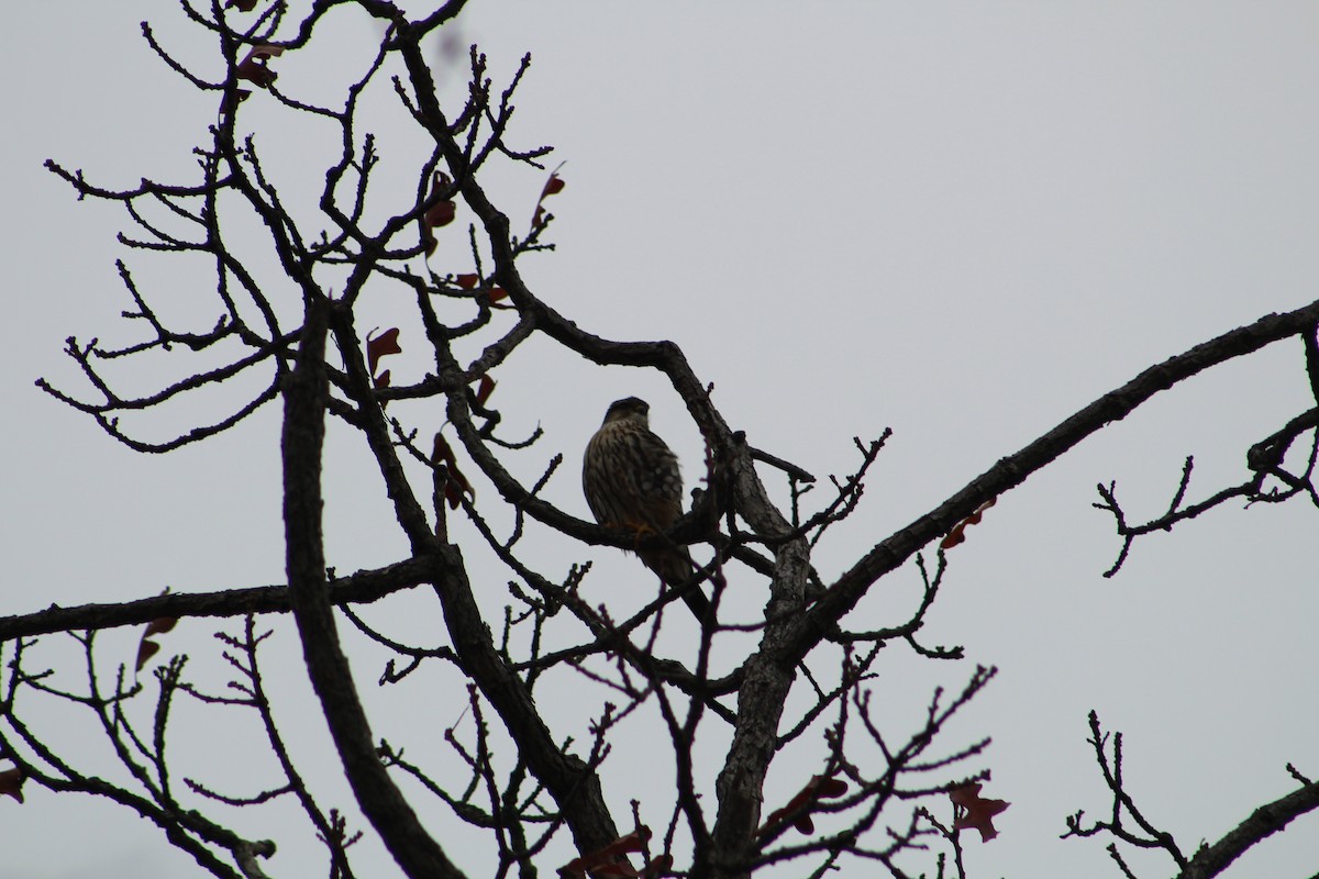 Merlin - ML646065612