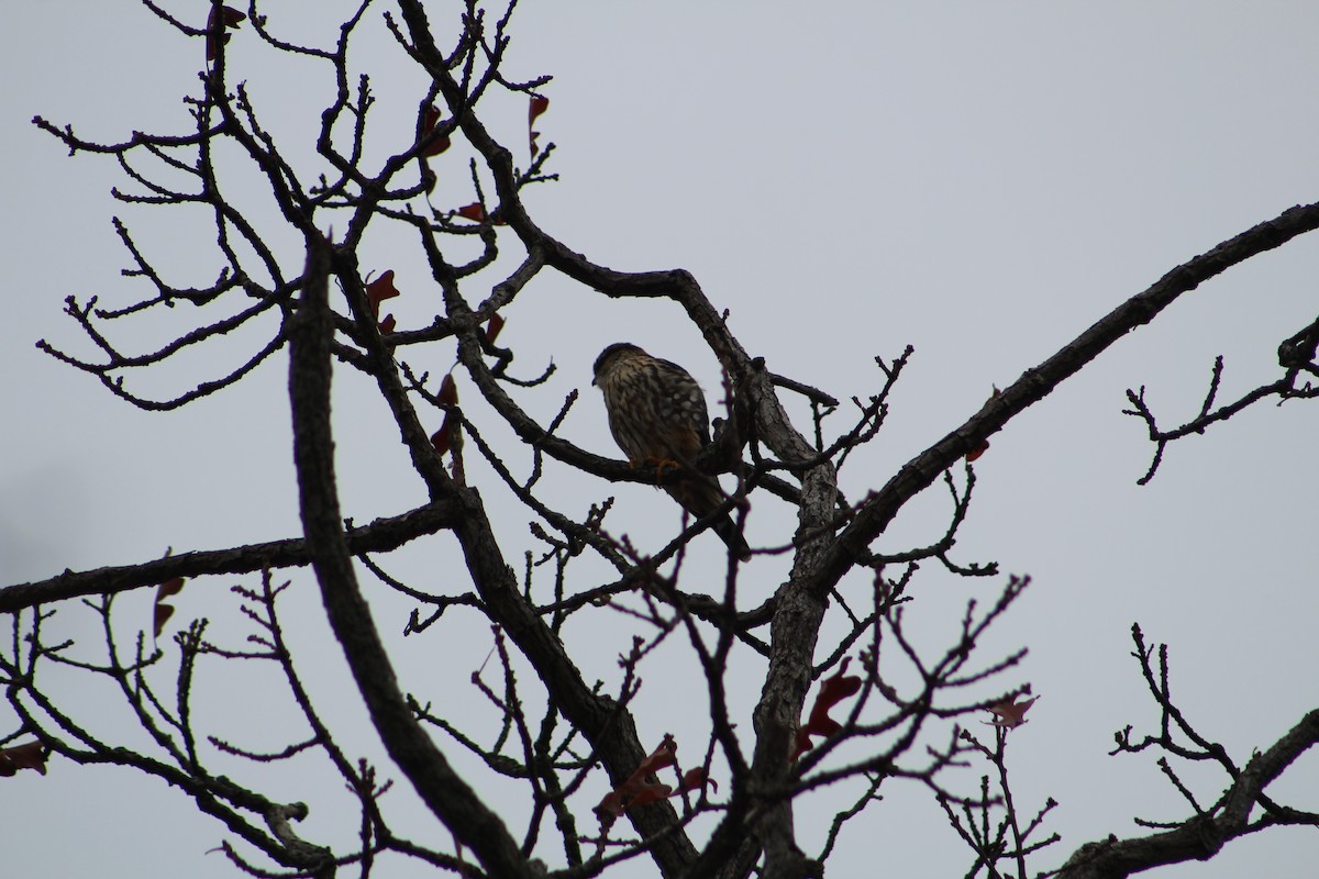 Merlin - ML646065614