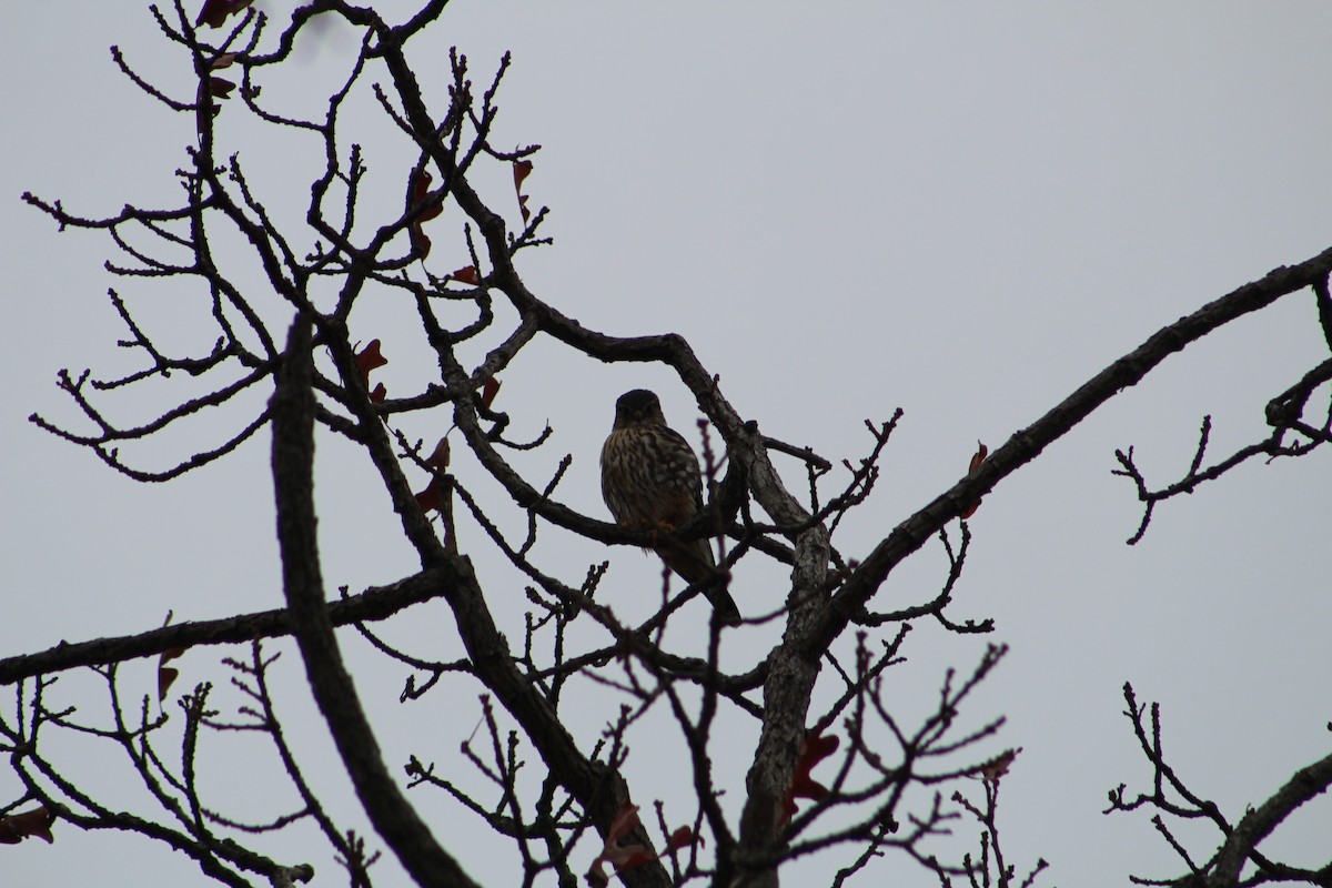 Merlin - ML646065615